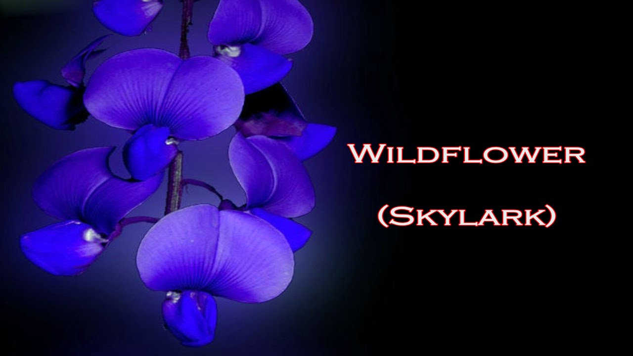 wildflower by skylark song